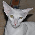 Фото владельцев