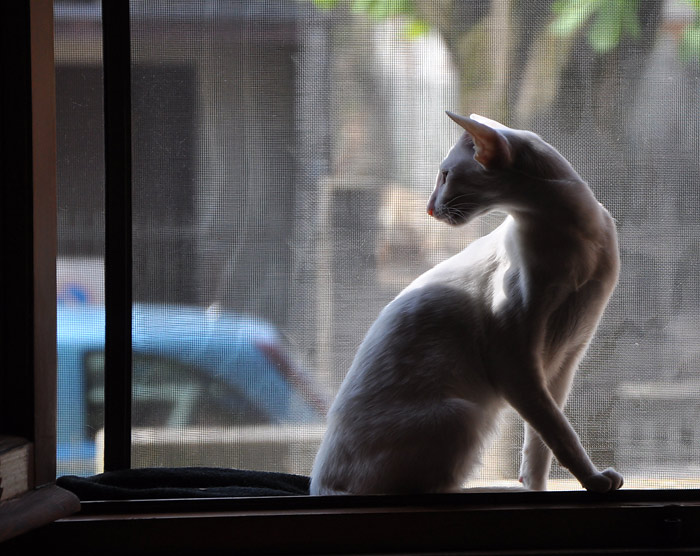 Фото владельцев