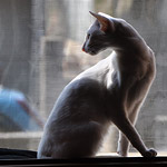 Фото владельцев