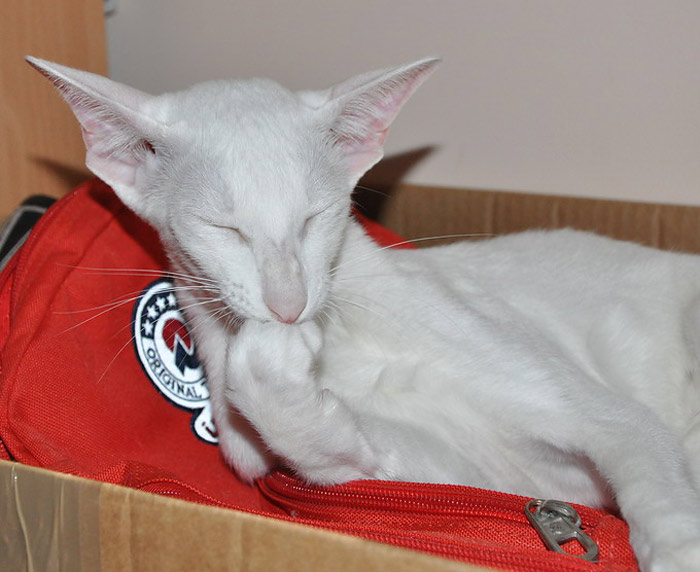 Фото владельцев