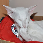 Фото владельцев