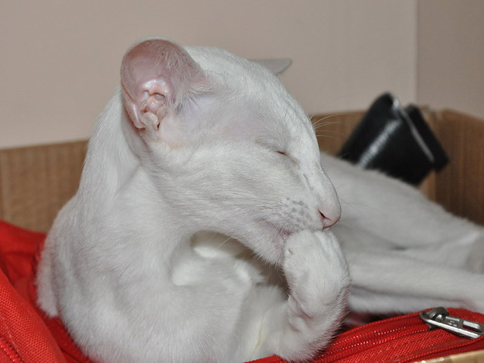 Фото владельцев