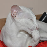 Фото владельцев