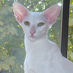 Фото владельцев