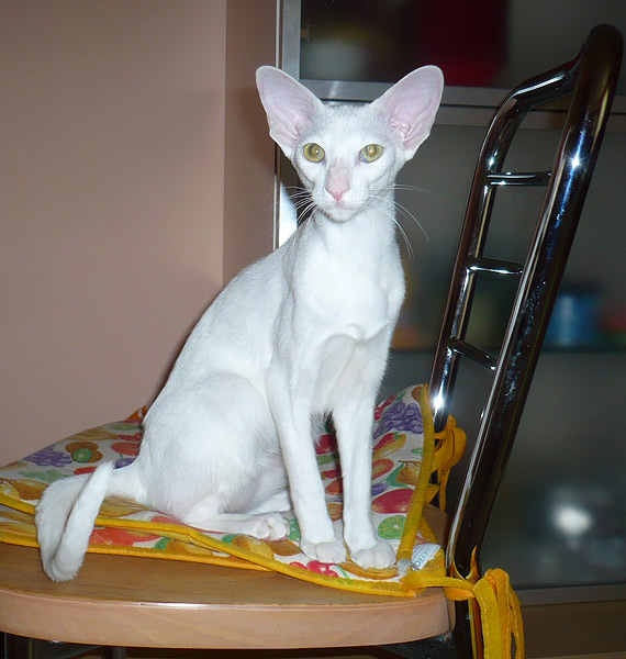 Фото владельцев