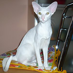 Фото владельцев