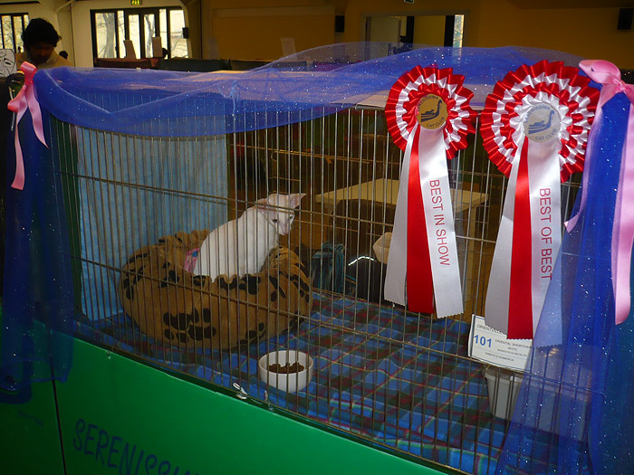 Фото владельцев