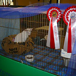 Фото владельцев