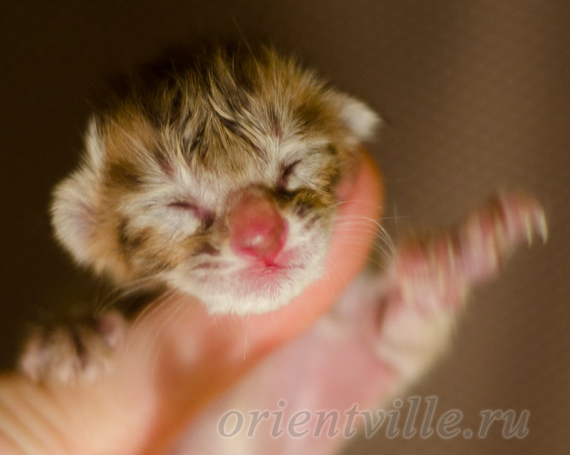 Новорожденный котенок