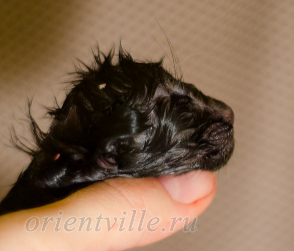 Новорожденный котенок