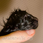 Новорожденный котенок