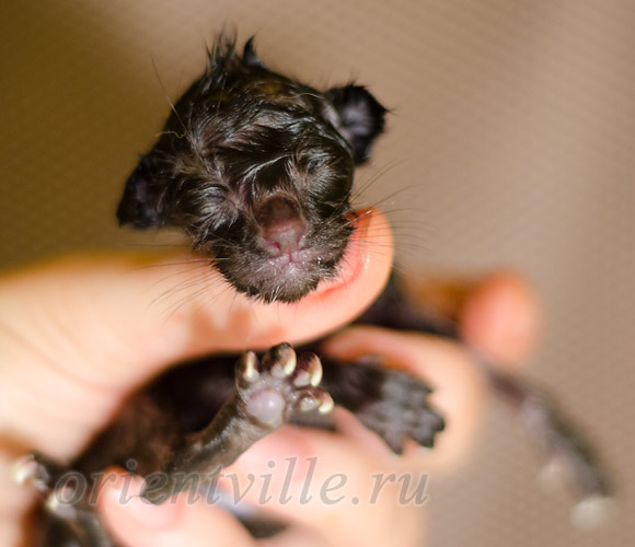 Новорожденный котенок