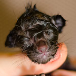 Ориентальный котенок