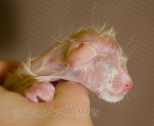 Новорожденный котенок