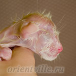 Новорожденный котенок