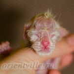 Ориентальный котенок