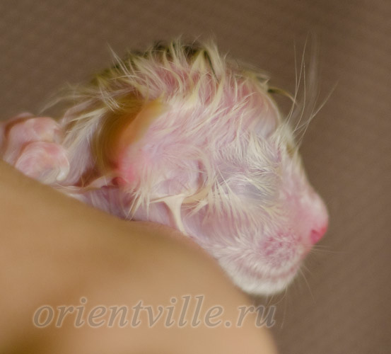 Новорожденный котенок