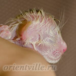 Новорожденный котенок