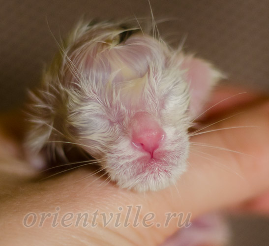 Новорожденный котенок