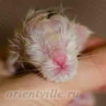 Ориентальный котенок