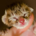 Ориентальный котенок