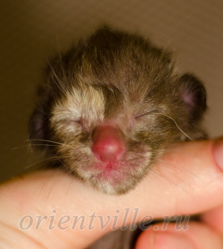 Новорожденный котенок