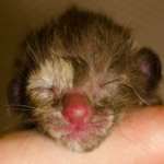 Ориентальный котенок