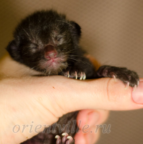 Новорожденный котенок