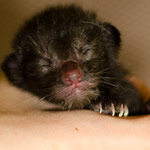 Ориентальный котенок