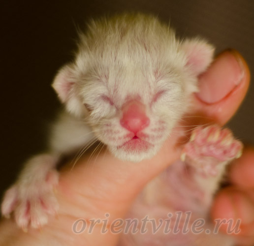 Новорожденный котенок