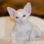 Ориентальный котенок