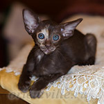 Ориентальный котенок