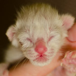 Ориентальный котенок