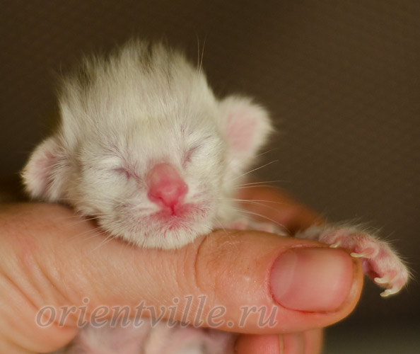 Новорожденный котенок