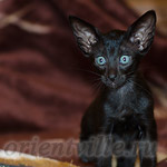 Ориентальный котенок