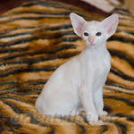 Ориентальный котенок