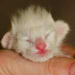 Ориентальный котенок