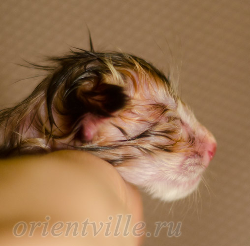 Новорожденный котенок