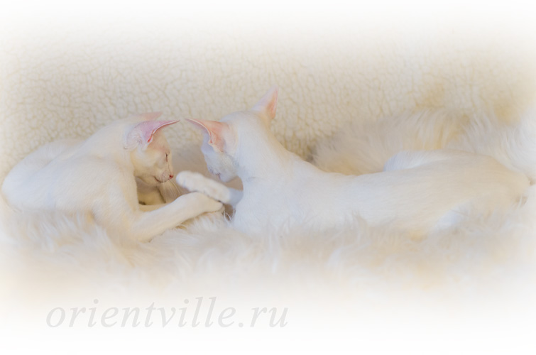 Norrington с мамой