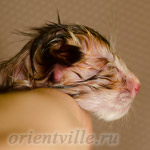 Новорожденный котенок