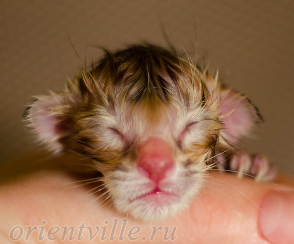 Новорожденный котенок