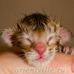 Ориентальный котенок