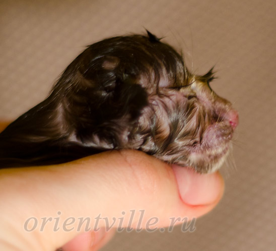 Новорожденный котенок