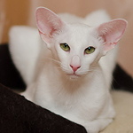 Orientville's Neytiri (OSH w 64)