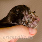 Новорожденный котенок