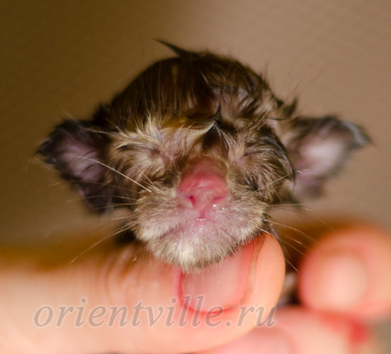 Новорожденный котенок