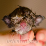Ориентальный котенок
