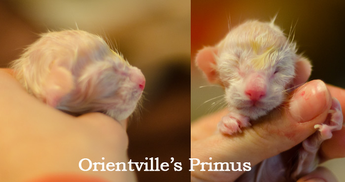 Новорожденный котенок