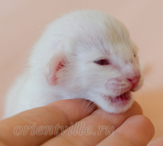 Покахонтас, 5 дней