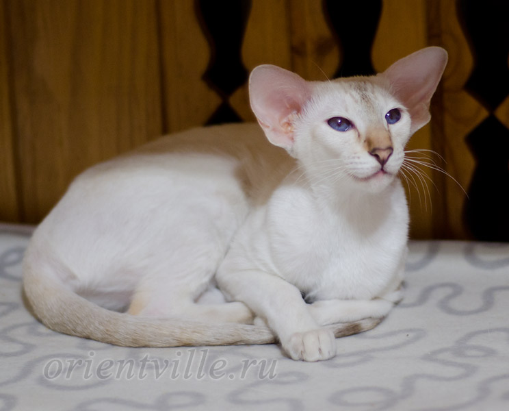 Покахонтас, 8 мес